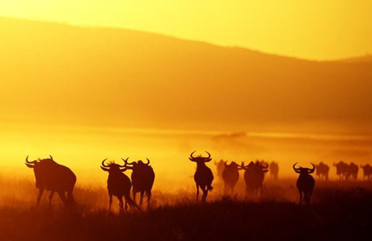 wildebeest Migration