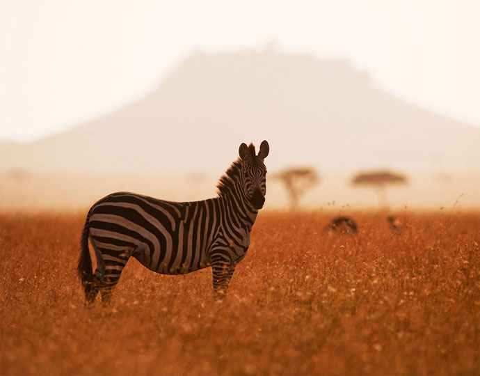 tanzania-safaris-zebra