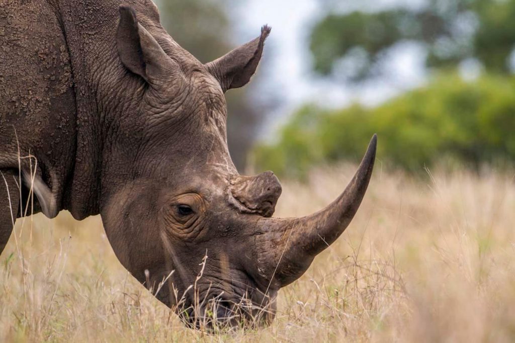 BUDGET SAFARI Ngorongoro-crater-rhinos