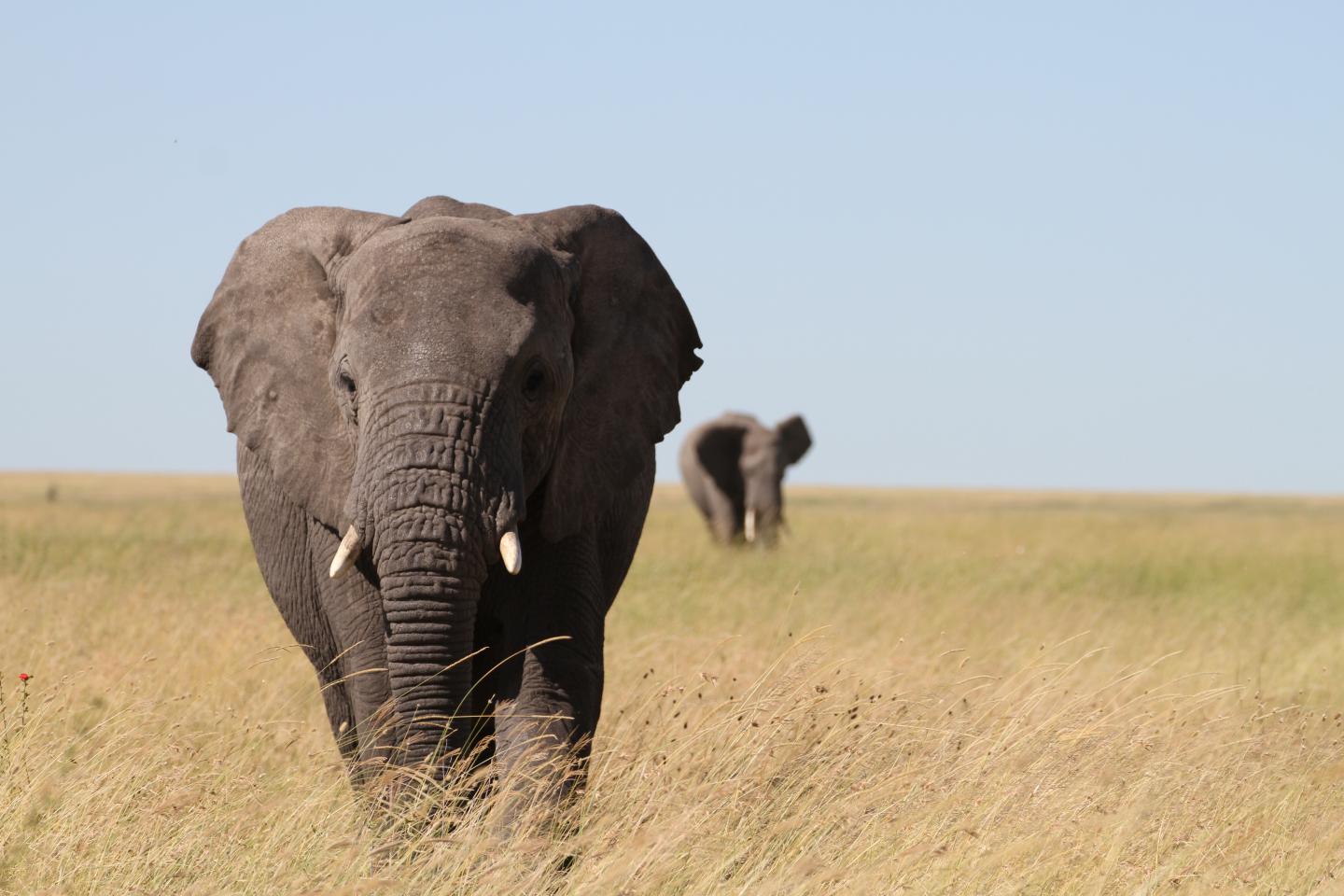 BIG_FIVE_SAFARI_SERENGETI