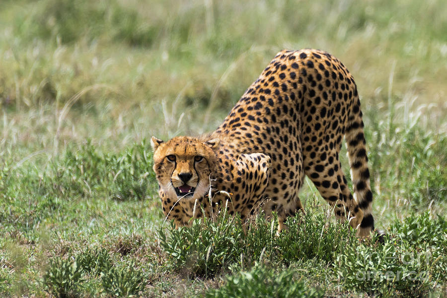 CHEETAH SCENIC