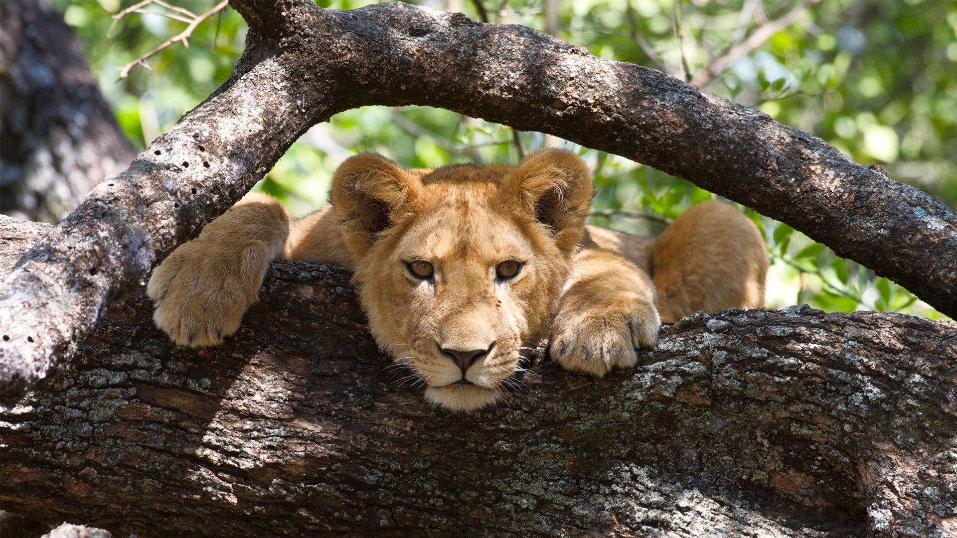 tree climbing lion lake manyara National park