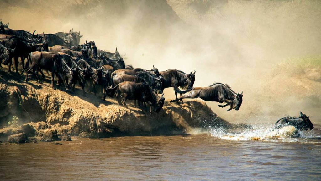 When_To_See_The_Wildebeest_Migration