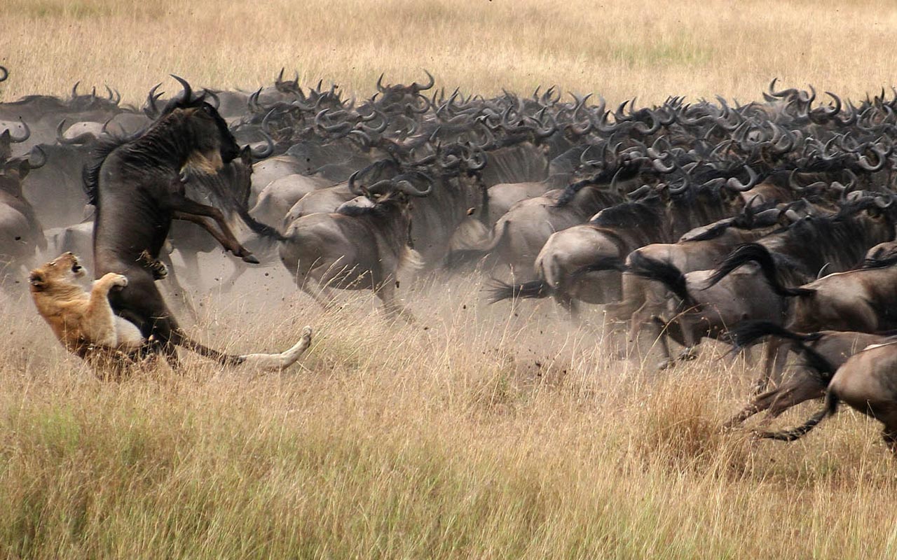 SERENGETI SAFARI HUNT SERENGETI-SAFARI-HUNT