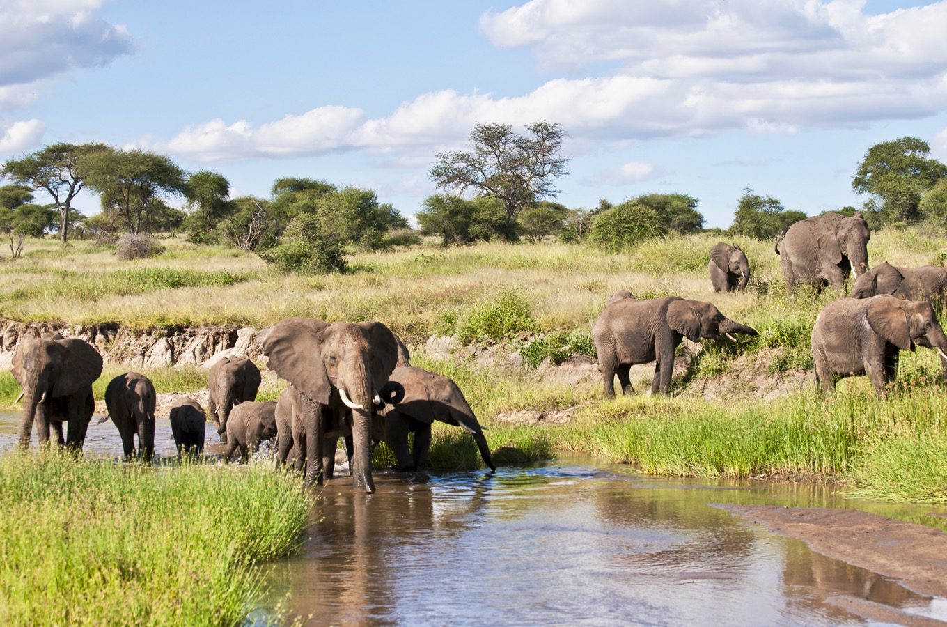Day 2: Tarangire National Park & Return to Arusha