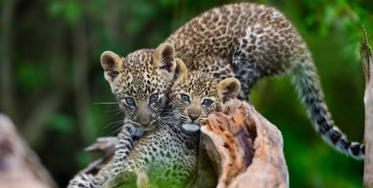 The-big-five-animals-of-the-Serengeti-National-Park Image description