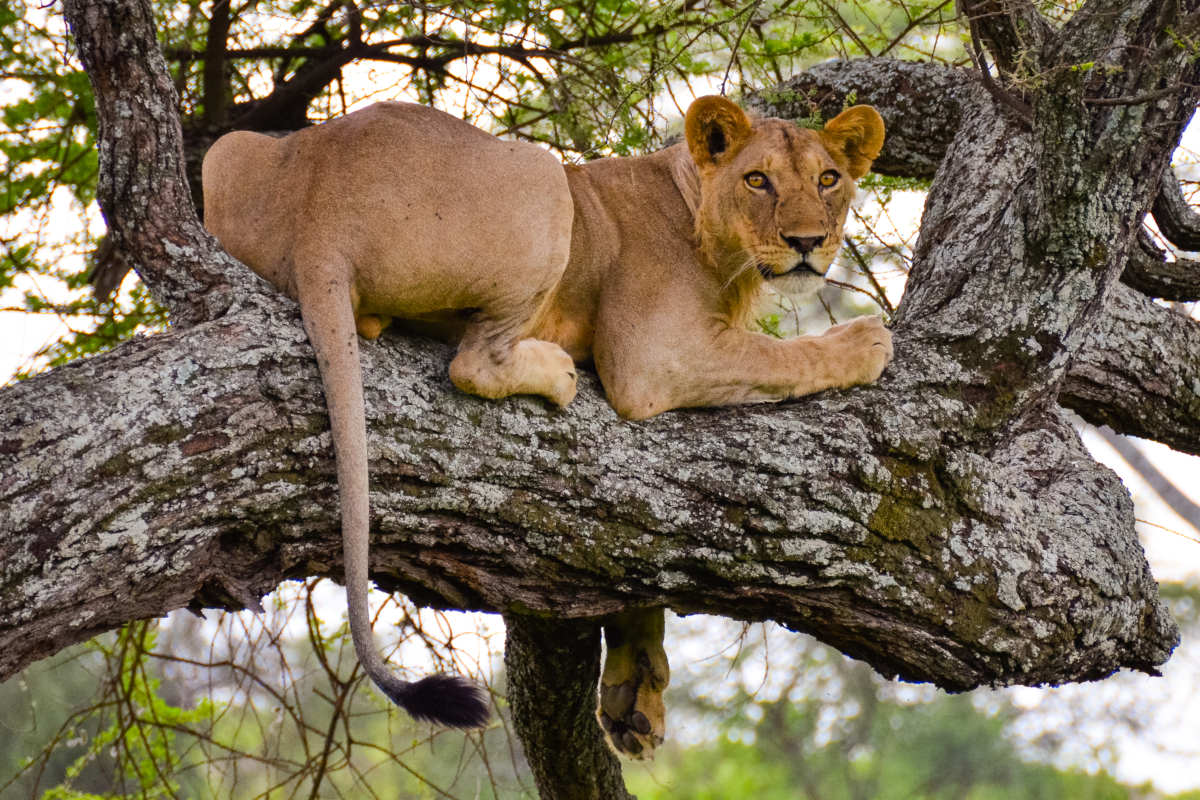Tree-Lions-Tarangire