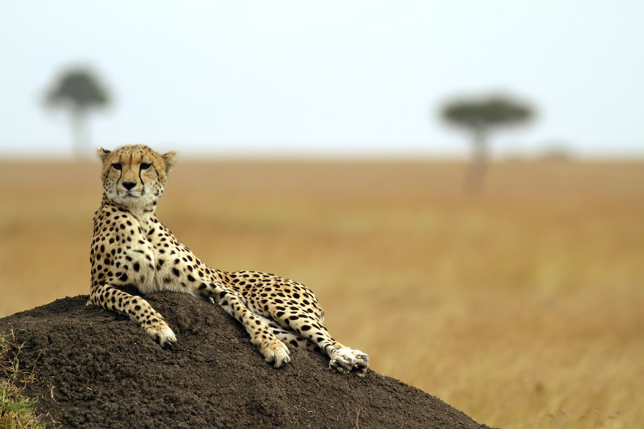 serengeti national park cheetah_travel booking guide Tanzania