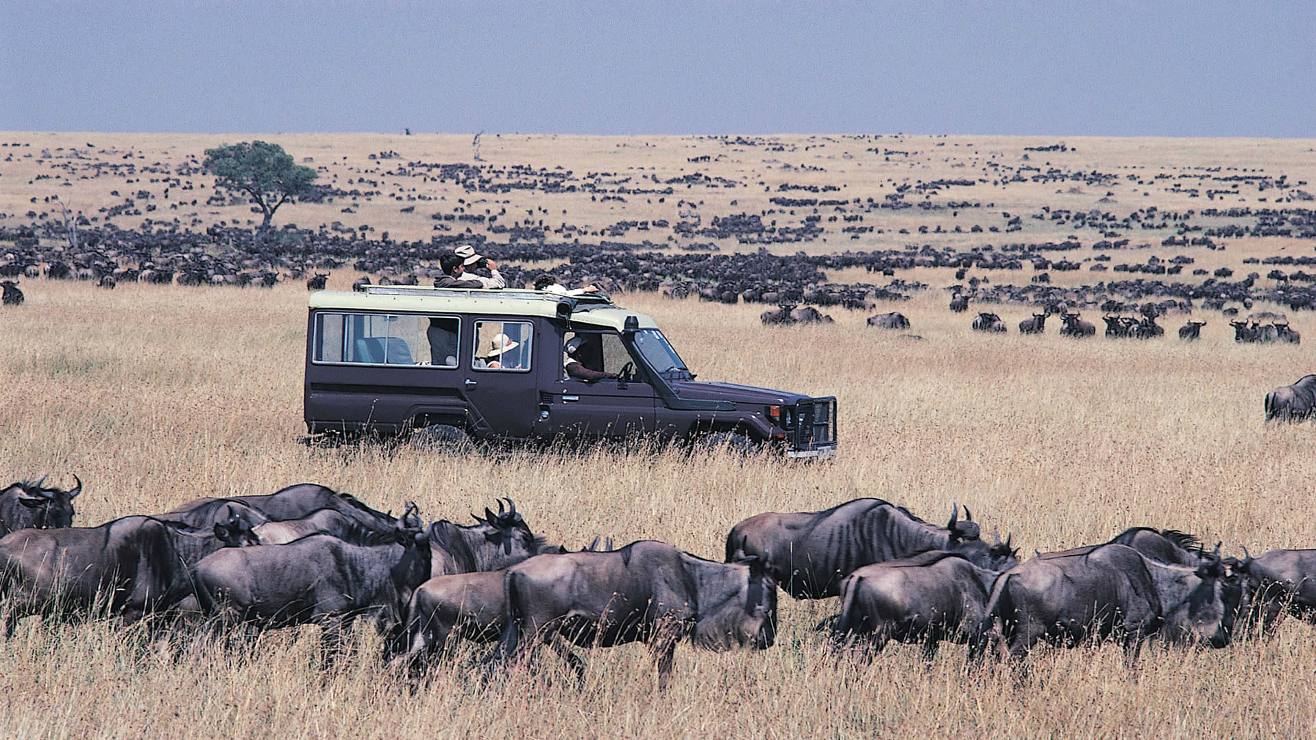 serengeti-migration-safari-
