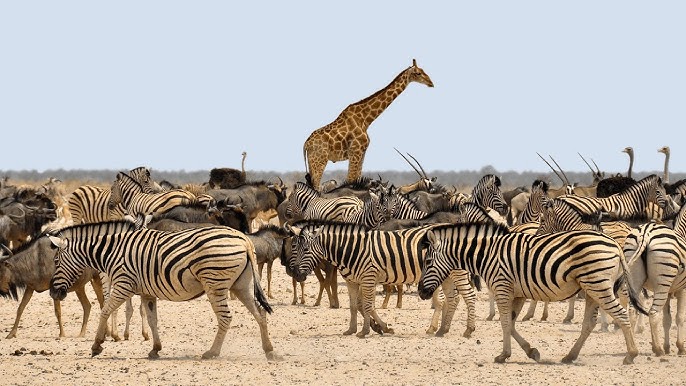serengeti_national_park_travel_booking_guide