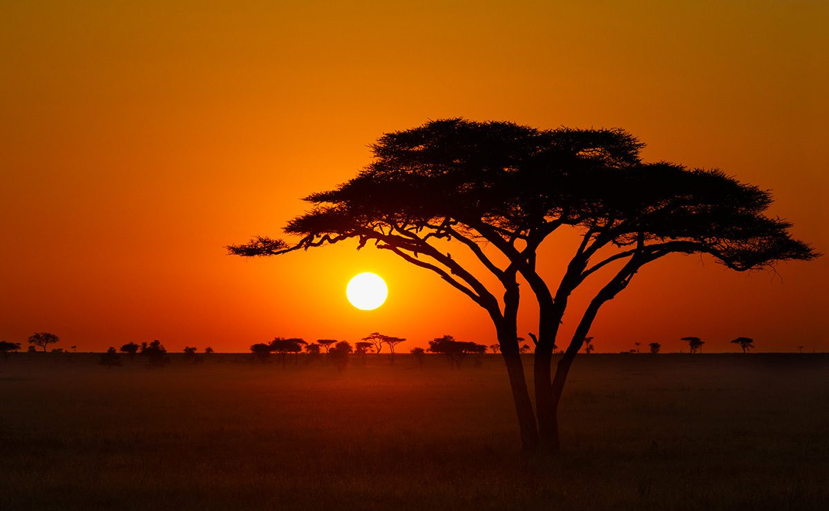 sunset safari