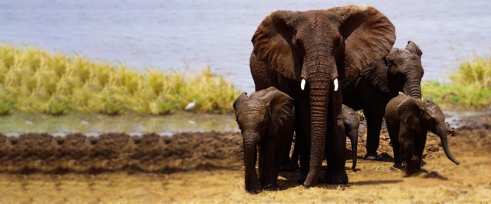 tarangire-national-park12