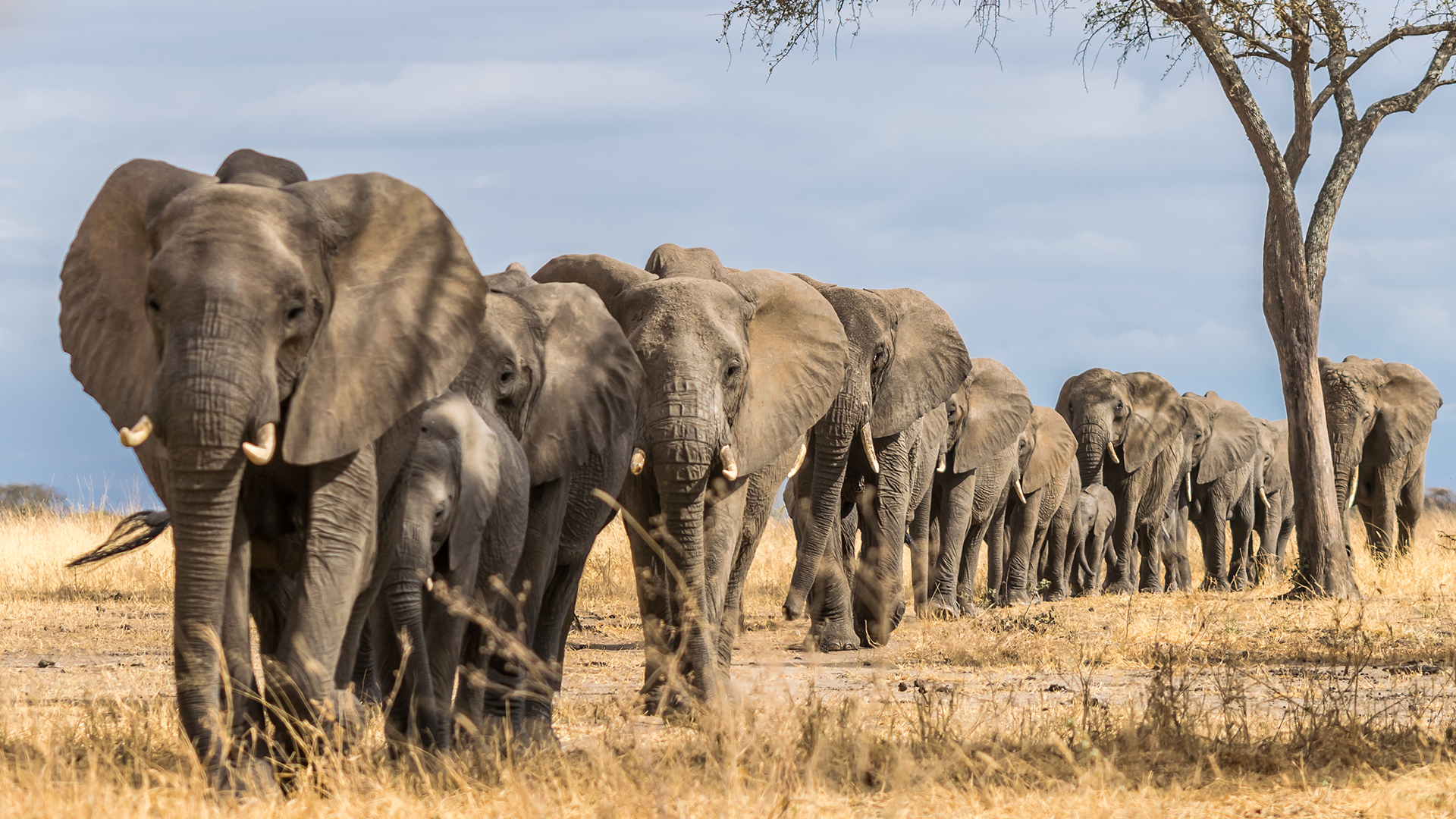 Tarangire_National_Park_Heads_Of_Elephant_Guide_To_Tanzania_Safari