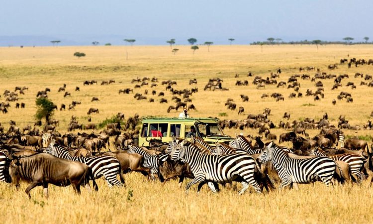 wildlife Serengeti