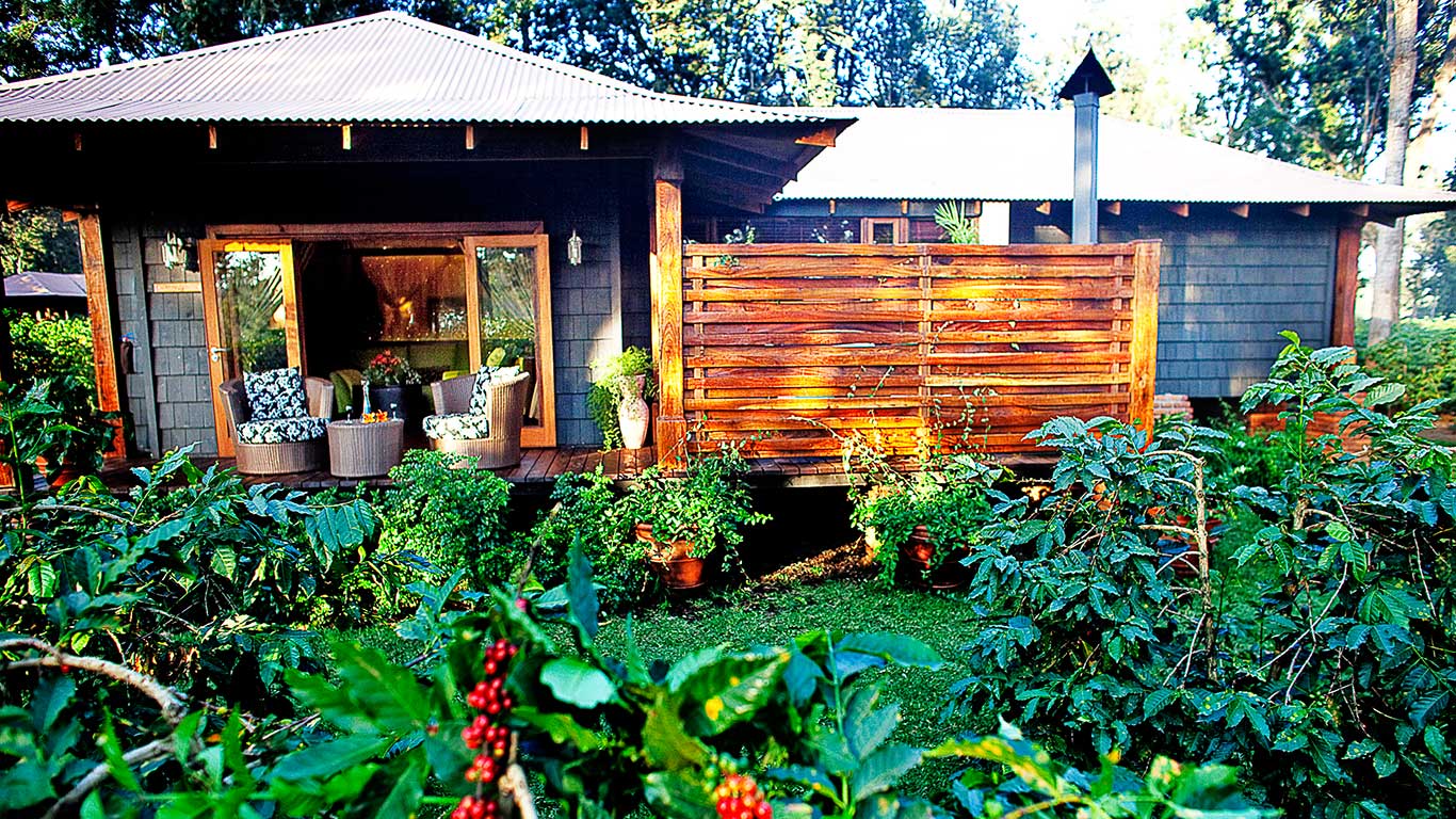 Arusha_Coffee_Tour_Plantation_Arusha_Activities.
