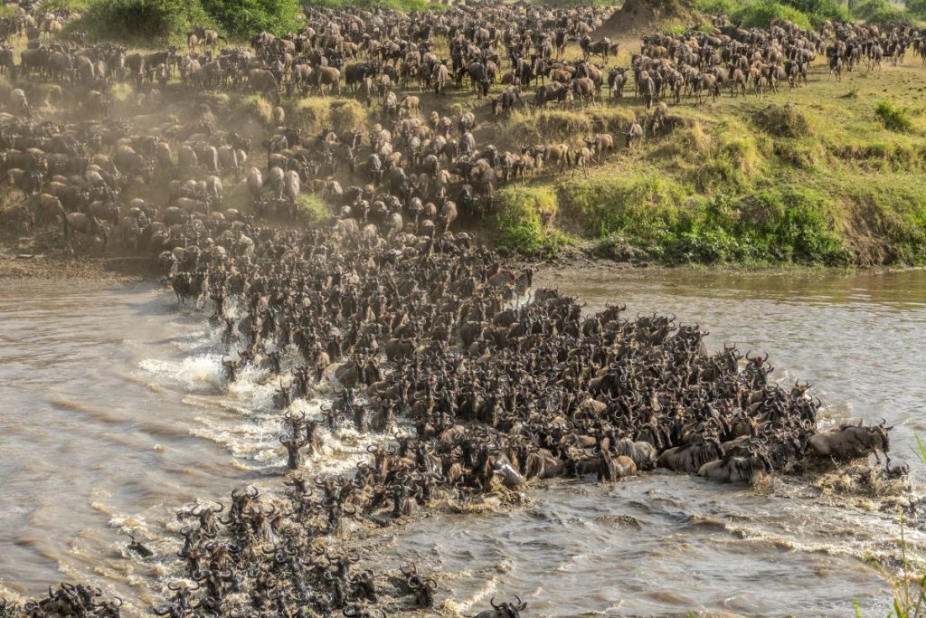 When_To_See_Wildebeest_Migration_Western_SerengetiGrumeti_River_Crossings