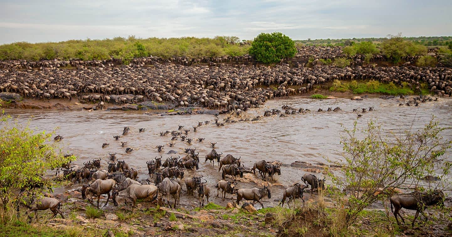 mara_river_crossing_serengeti_national_park_Tanzania_Safari