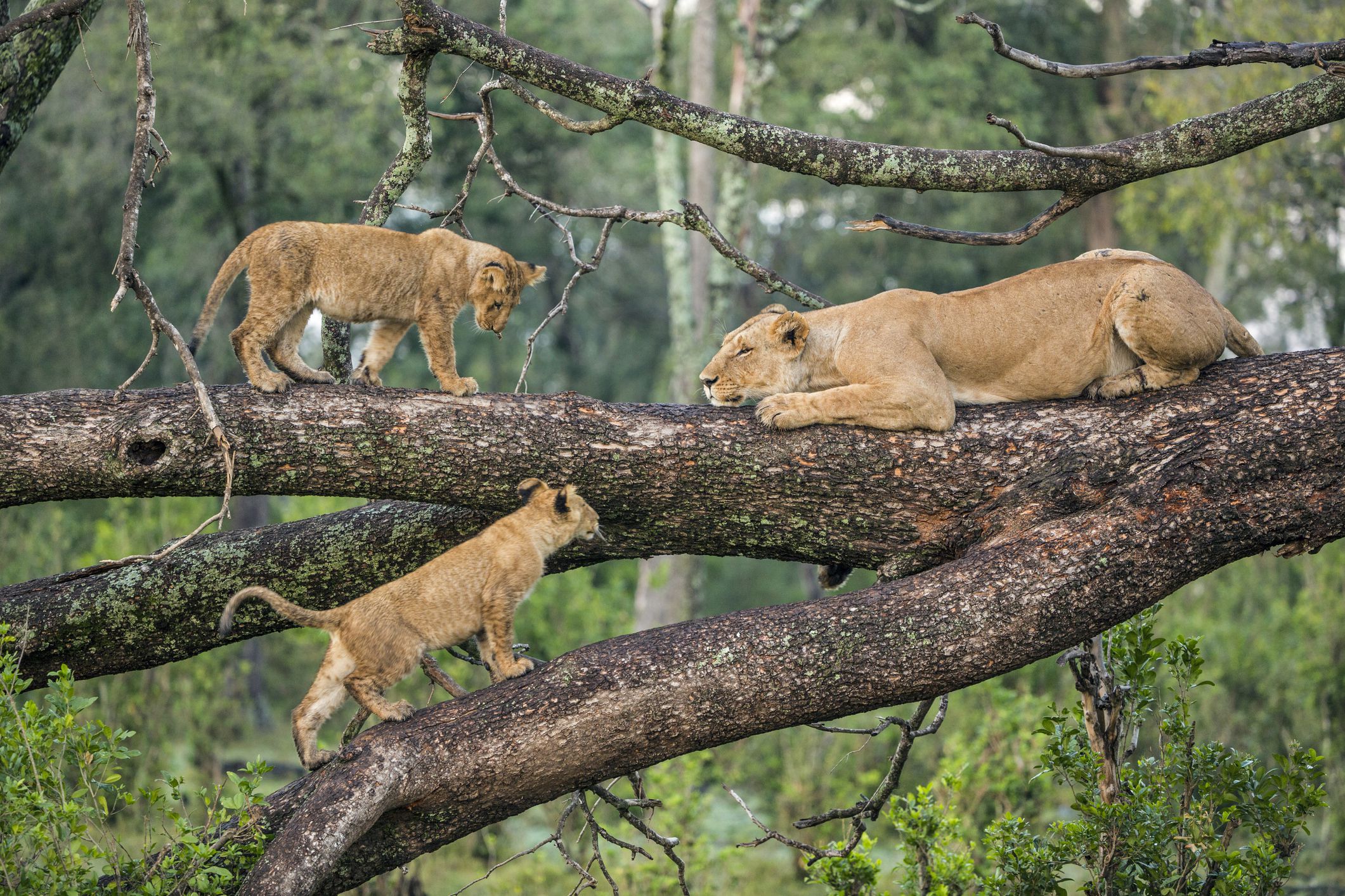 Best Time To Visit Lake Manyara National Park