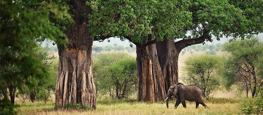 Best Time To Visit Tarangire National Park