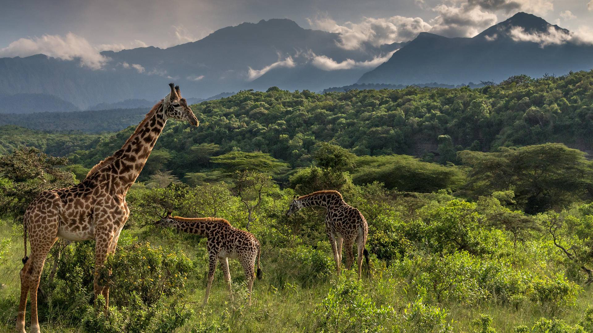 Best To Visit arusha national park