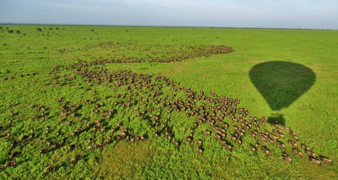 serengeti_national_park serengeti_national_park