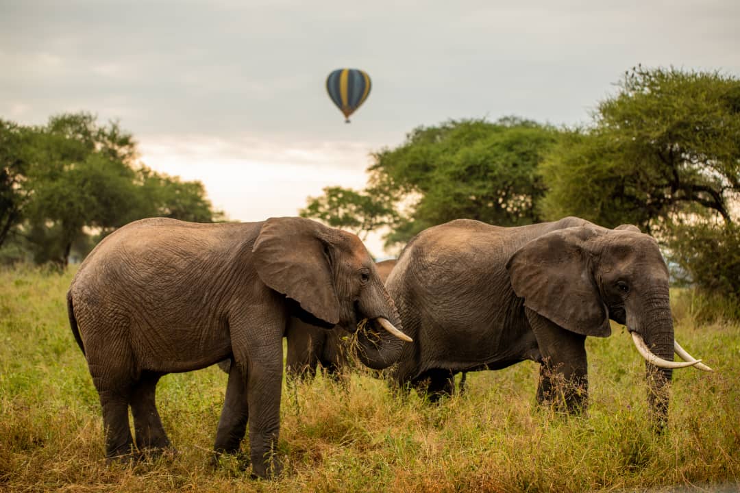 Serengeti_national_park