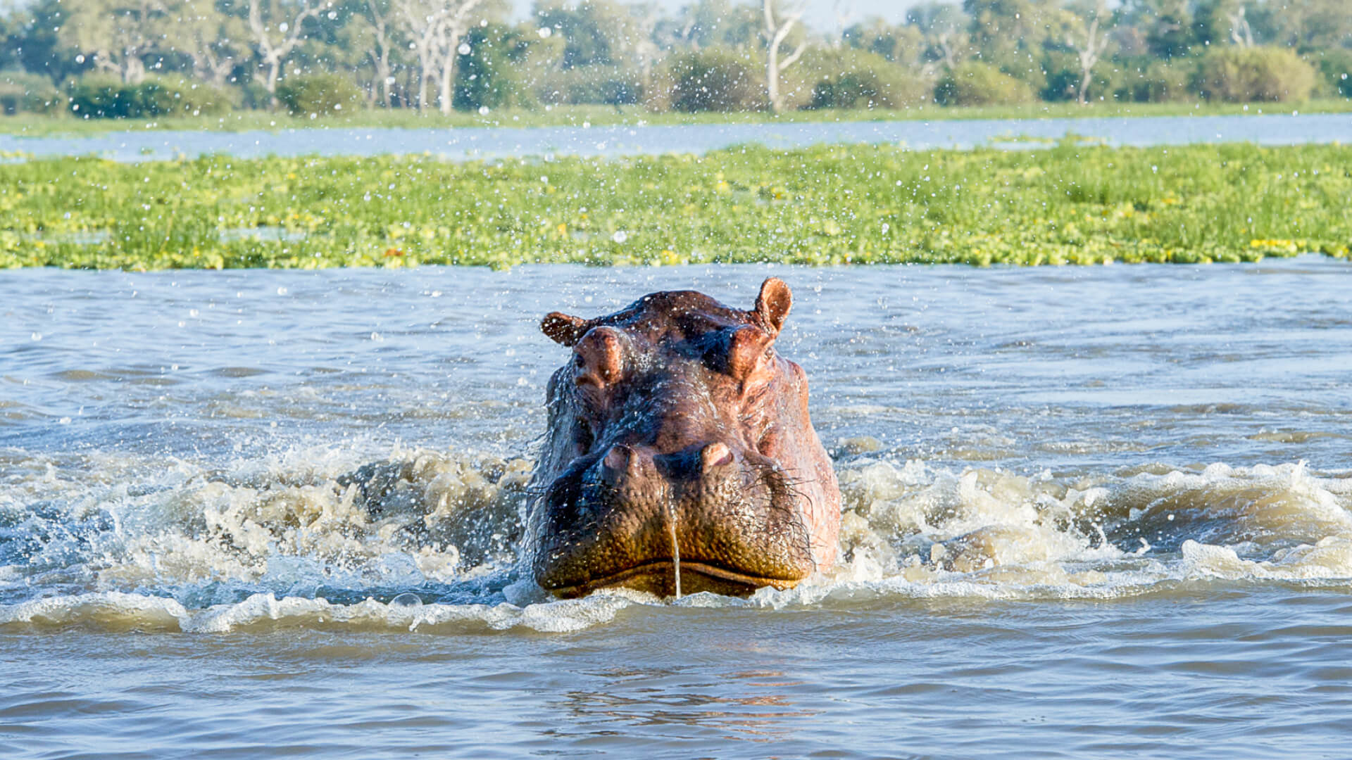 A hippo emergences from the water in Nyerere