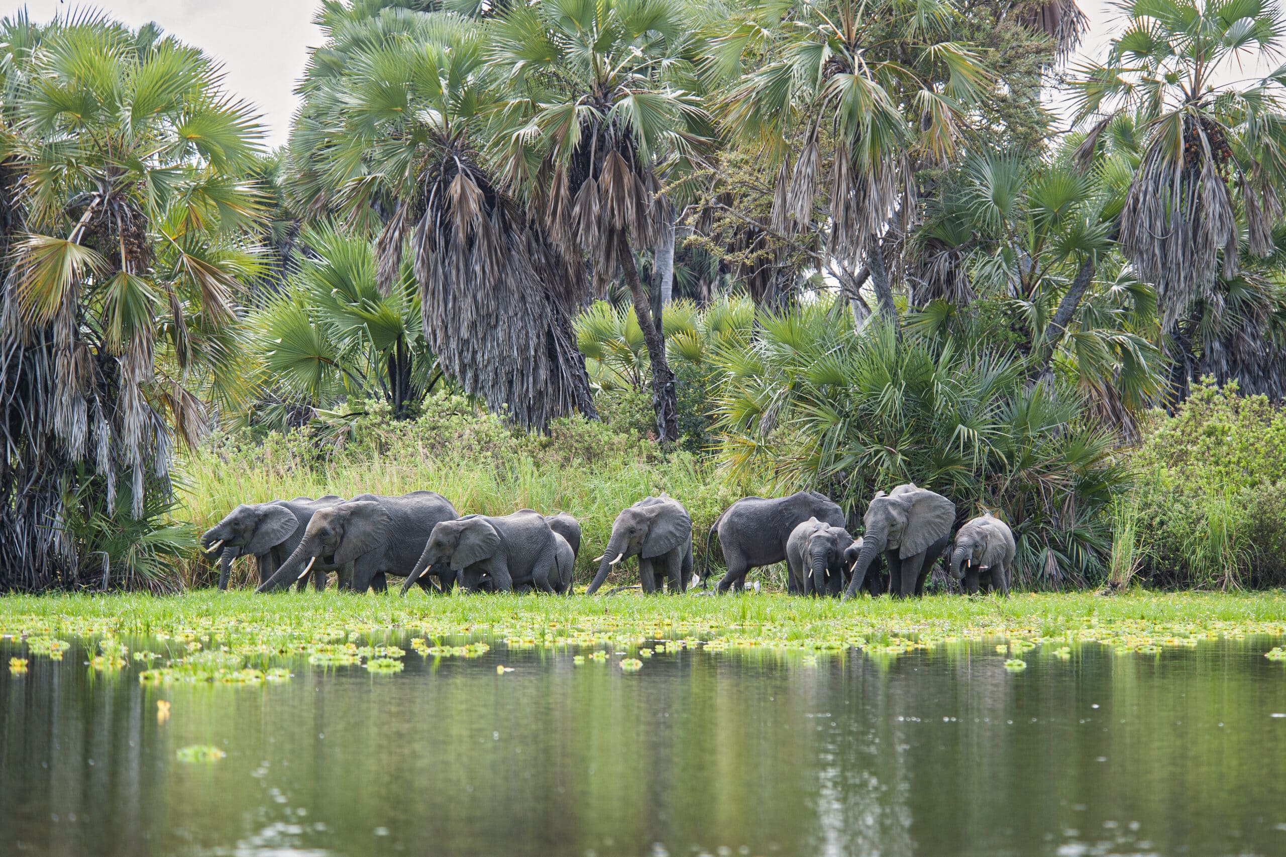Elephants by the river in Nyerere National Park Tanzania