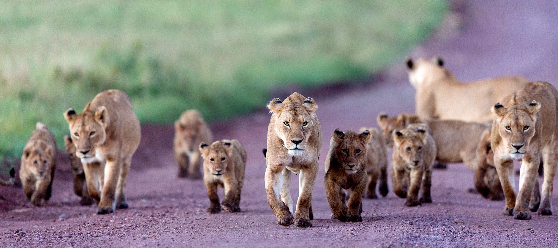 Ngorongoro crater wildlife