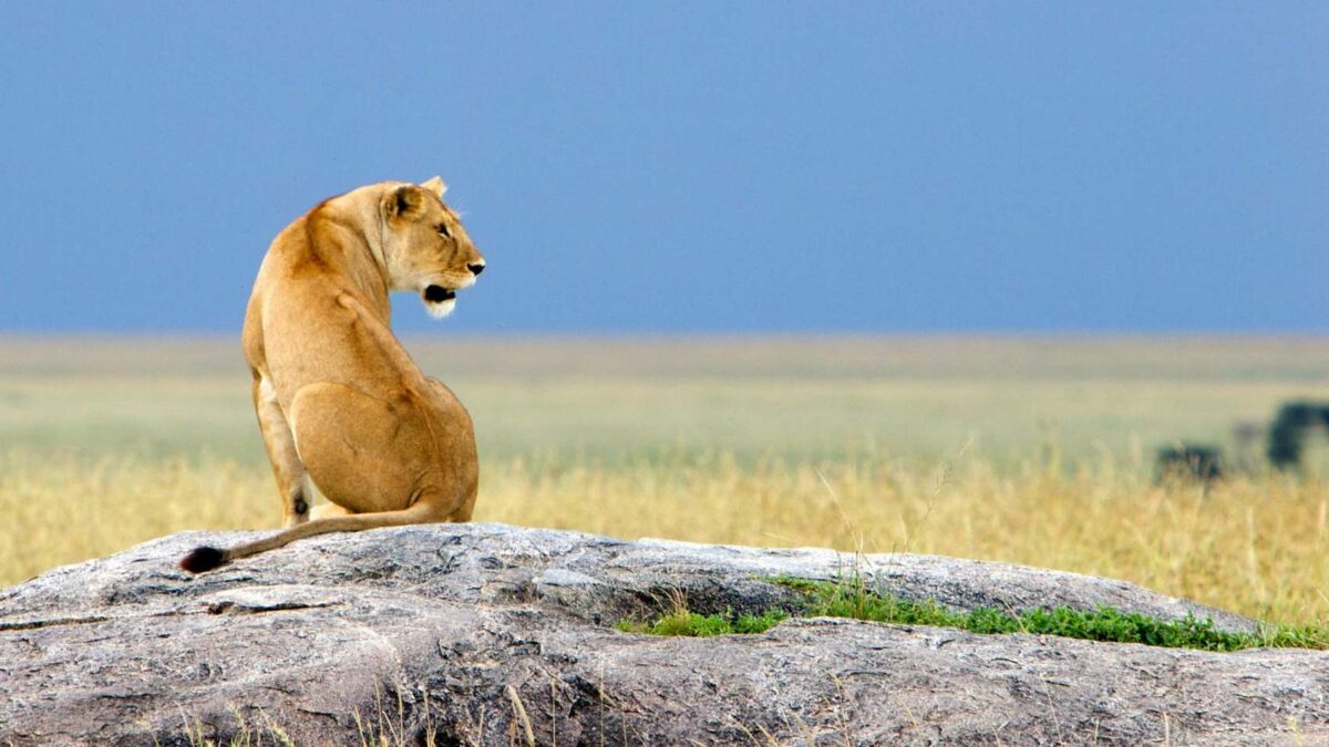 ngorongoro crater floor lion on Rock