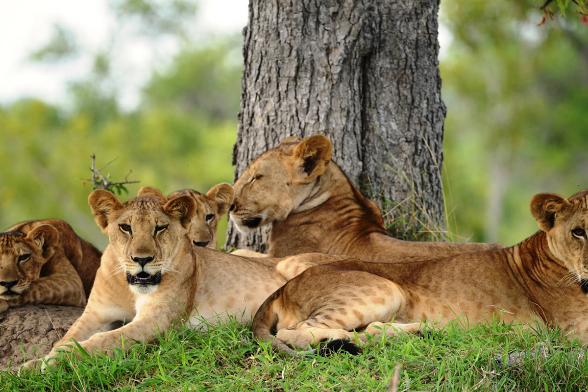 nyerere national park Lion Under a tree