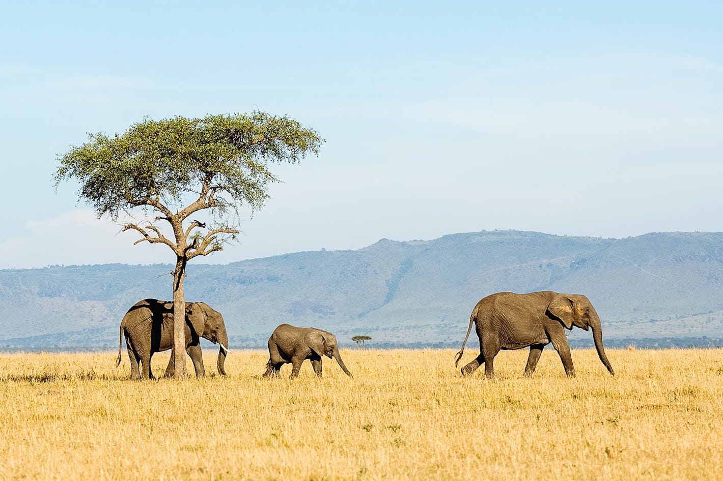 Tanzania Safari ()