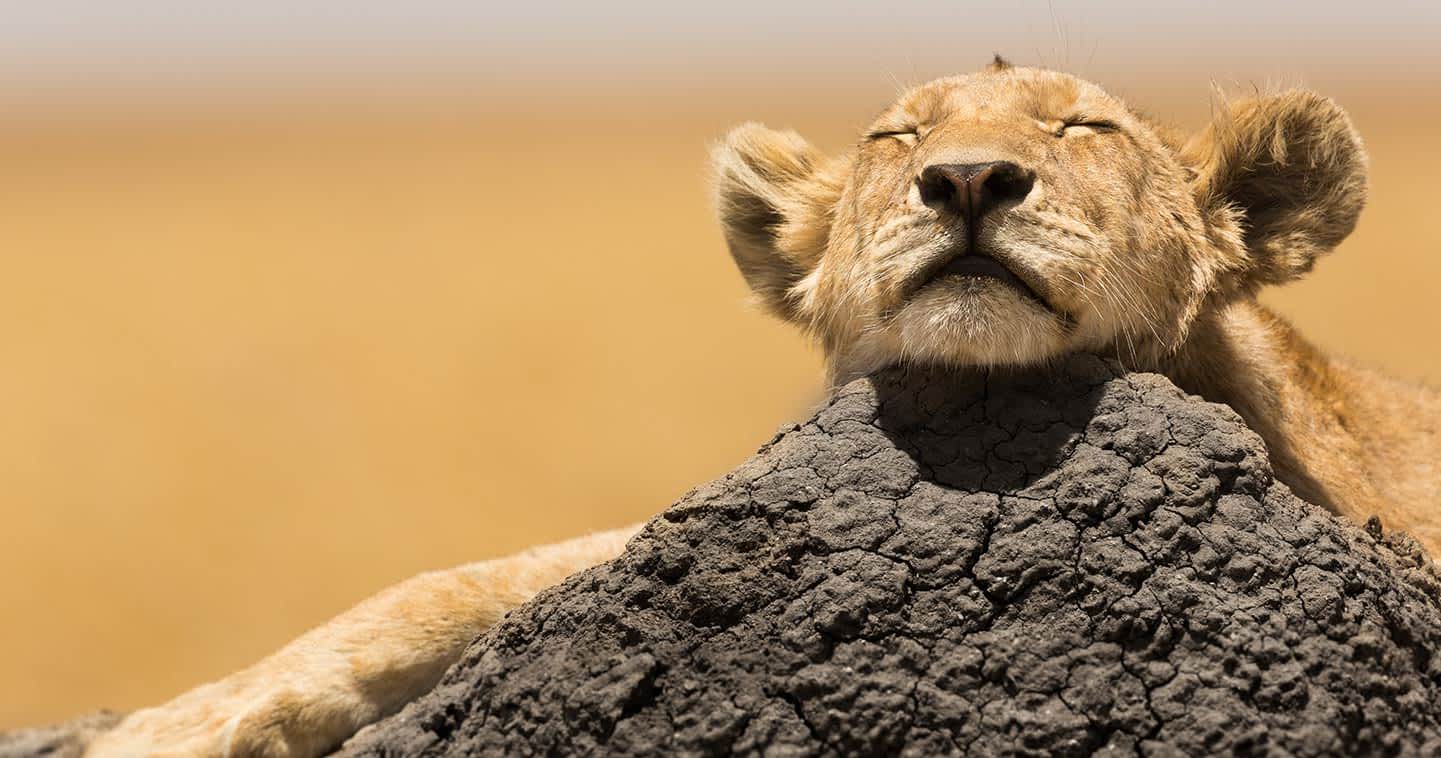 lion conservation protection serengeti