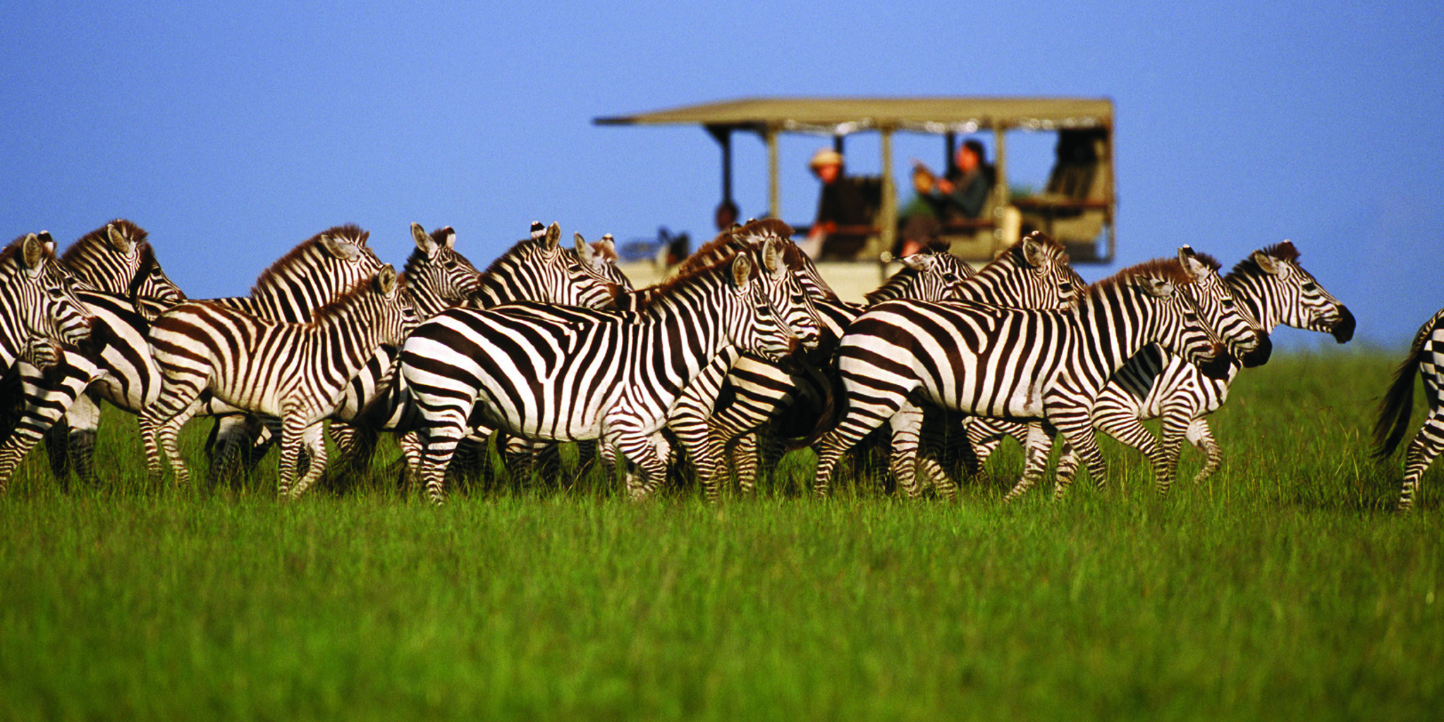serengeti safaris tanzania wildlife adventures () serengeti safaris tanzania wildlife adventures