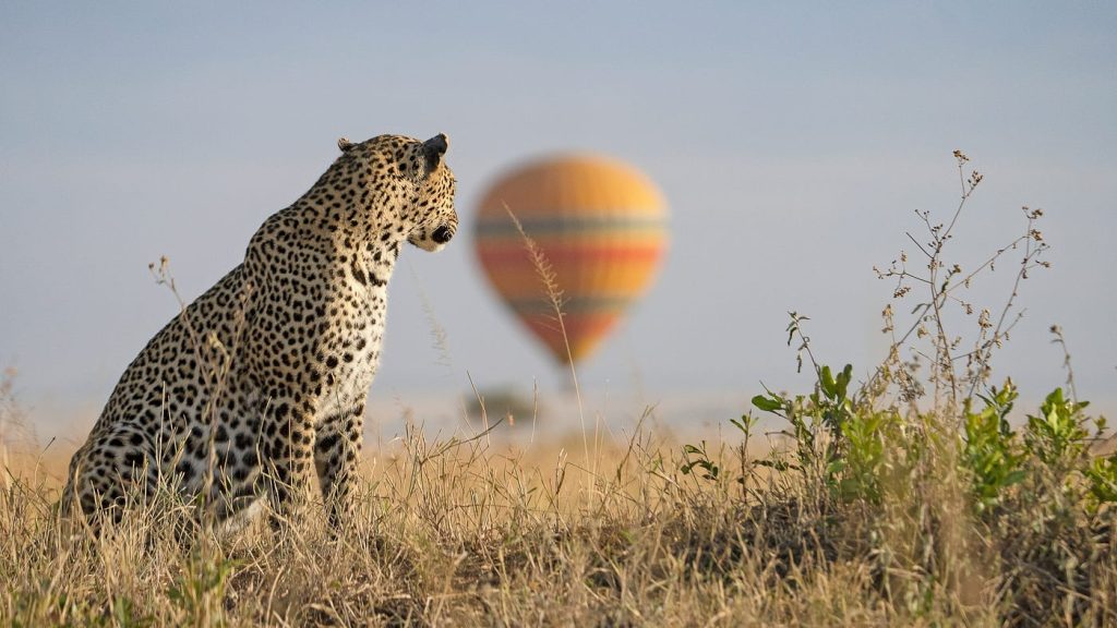 Leopards in serengeti national park look for hunt