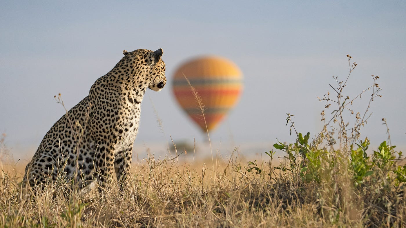 Leopards in serengeti national park look for hunt Leopards in serengeti national park look for hunt