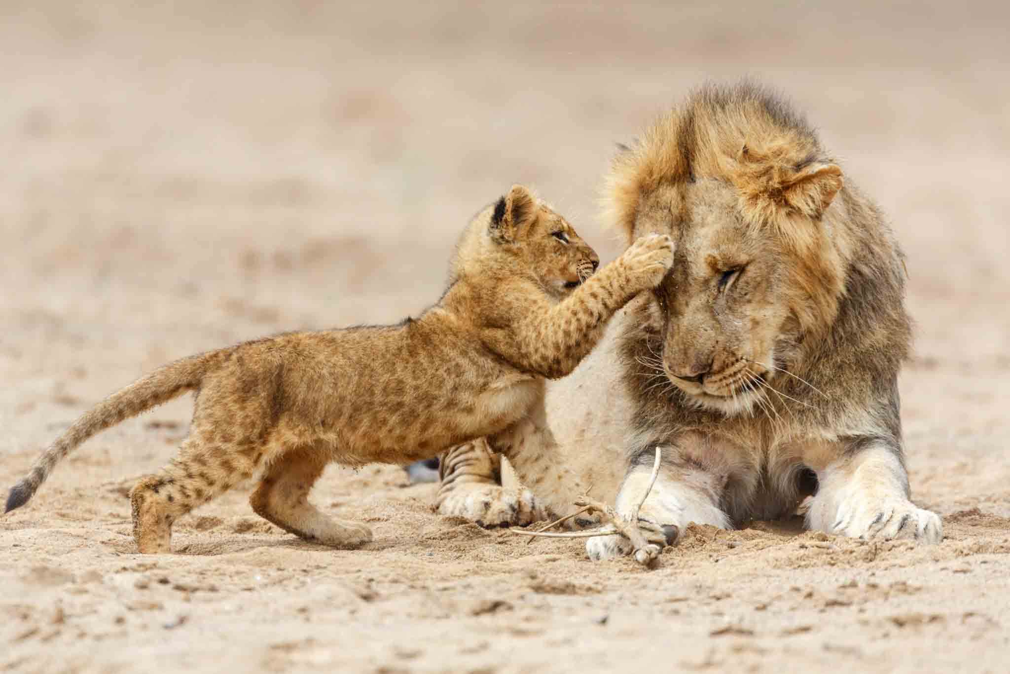 Lion and Cub in Serengeti National Lion and Cub in Serengeti National