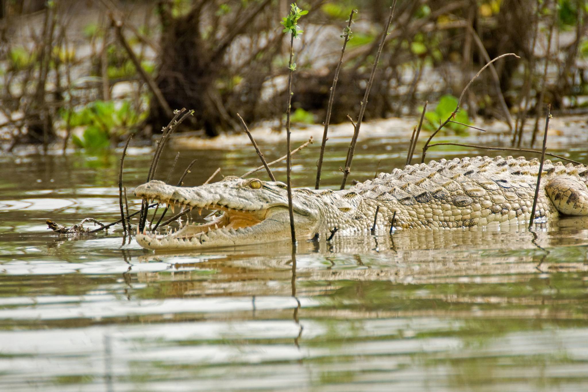 Nyerere National Park Crocodiles