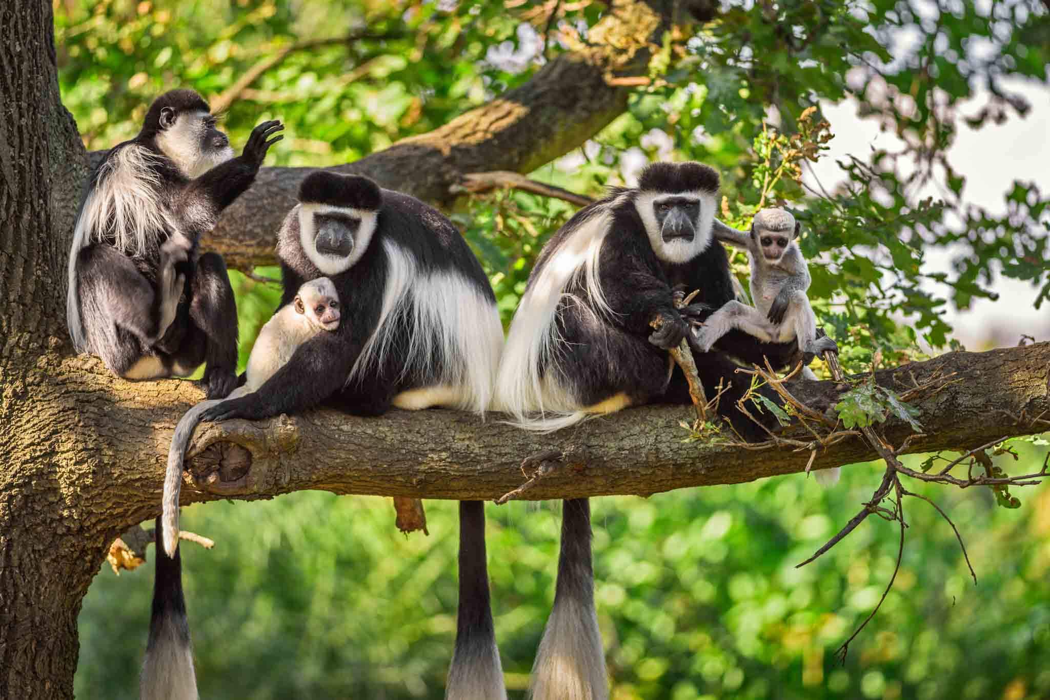 colobus Monkey Arusha National Park