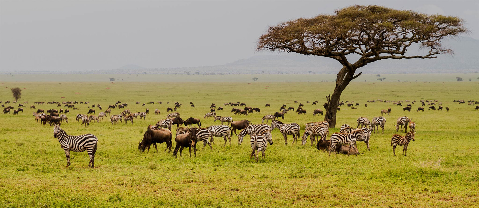 field with zebras and blue wildebeest edd field with zebras and blue wildebeest edd