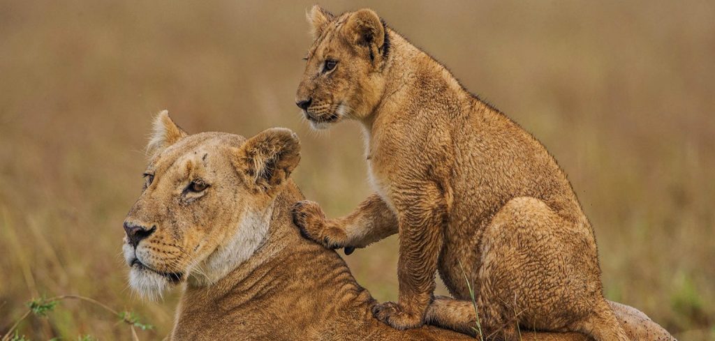 tanzania safari