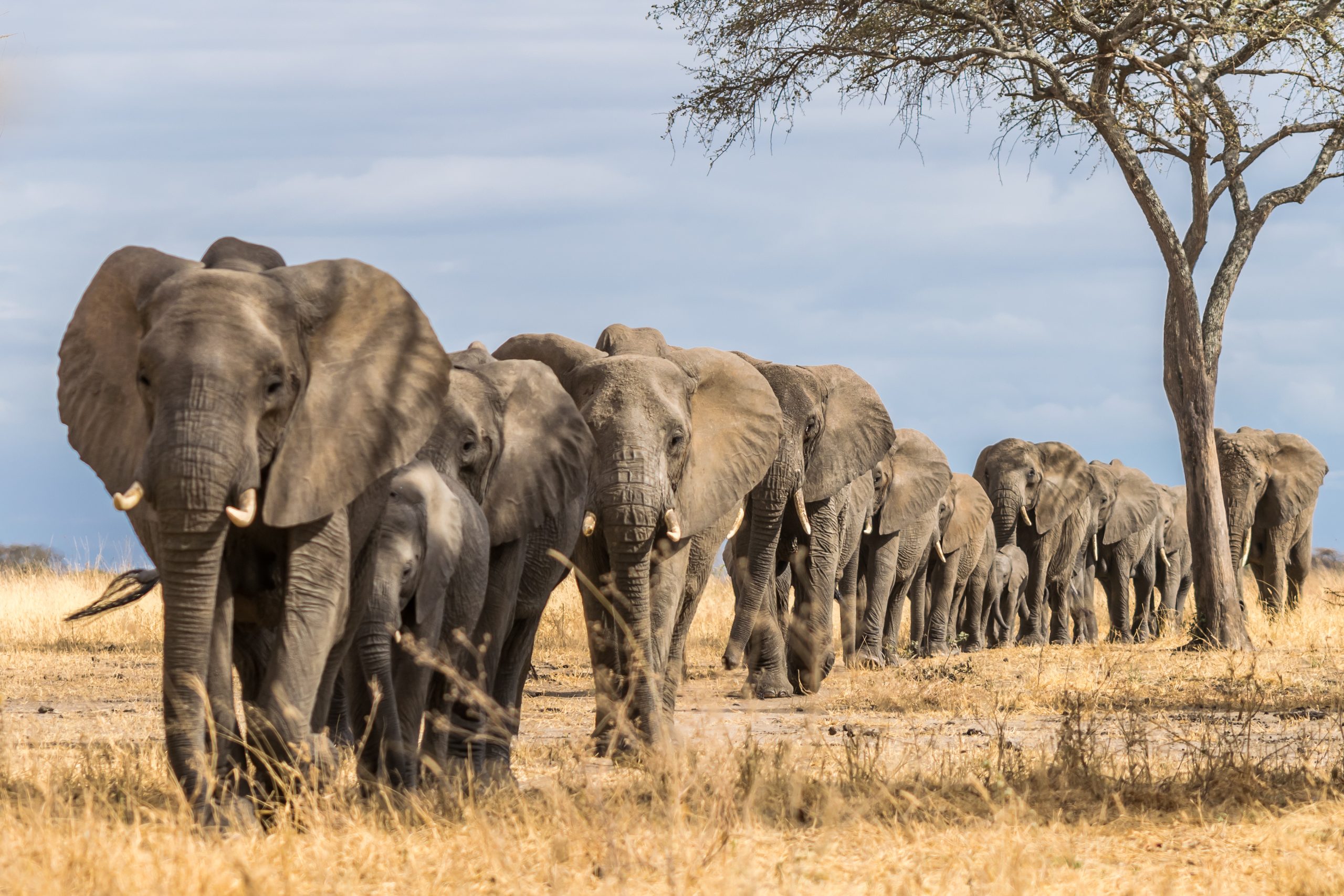 tarangire National park elephant in row