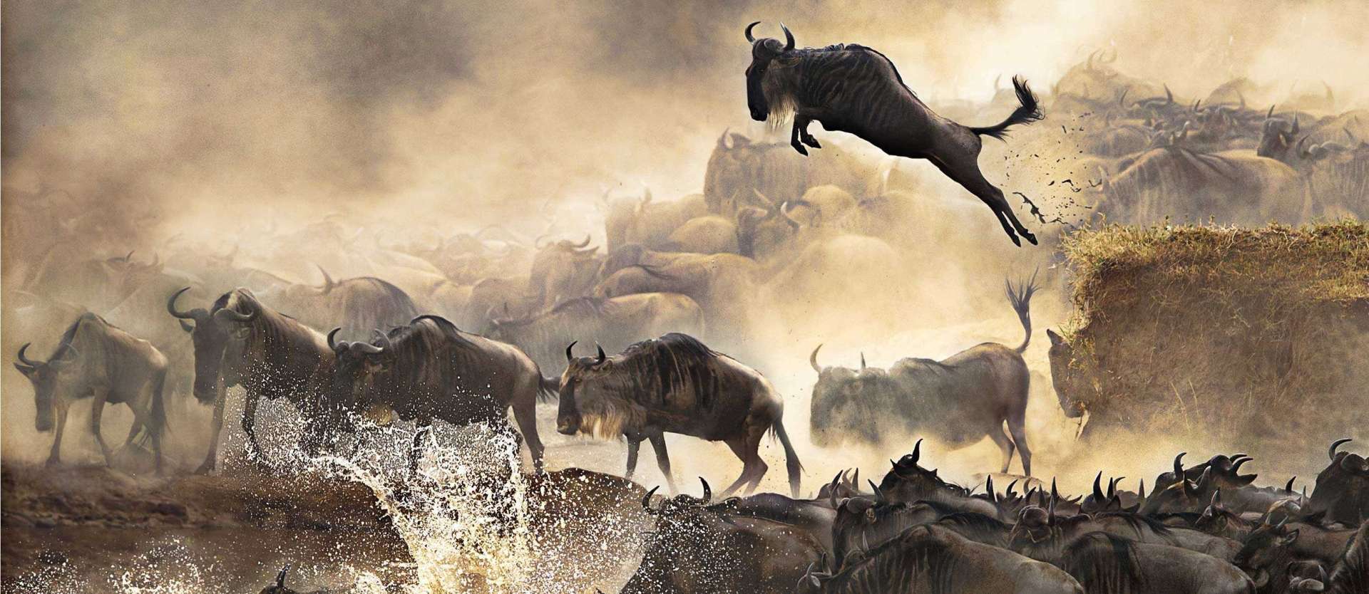 wildebeests migration safari x wildebeests migration safari