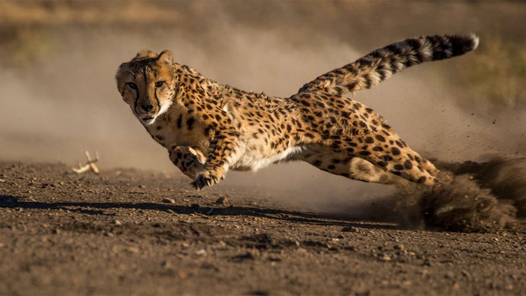 Cheetah hunt in serengeti- All You Need to Know About Serengeti National Park
