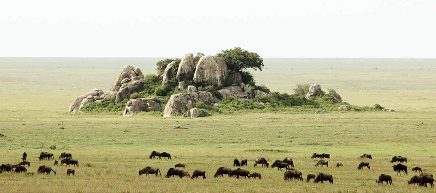 Moru Kopjes At the heart of Serengeti National Park Moru Kopjes At the heart of Serengeti National Park