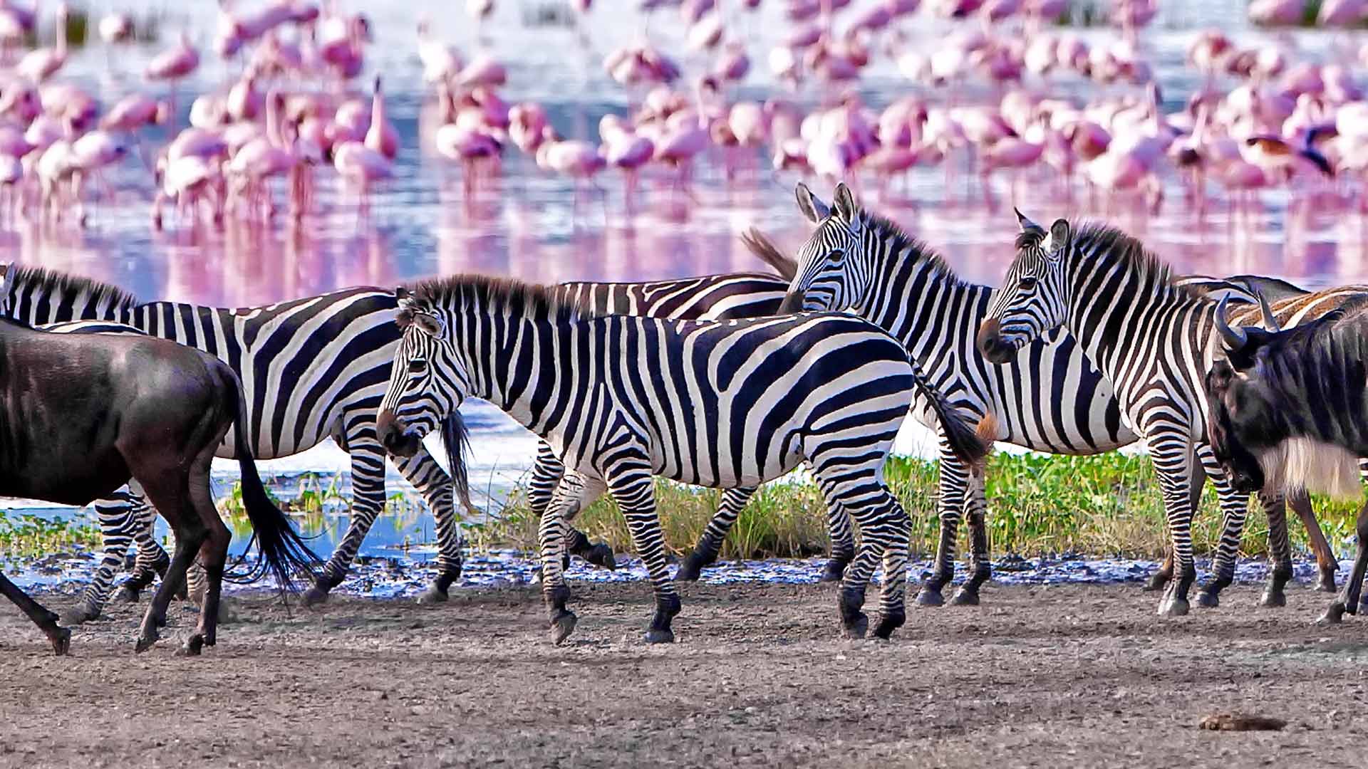 Ngorongoro crater wildlife Ngorongoro crater wildlife