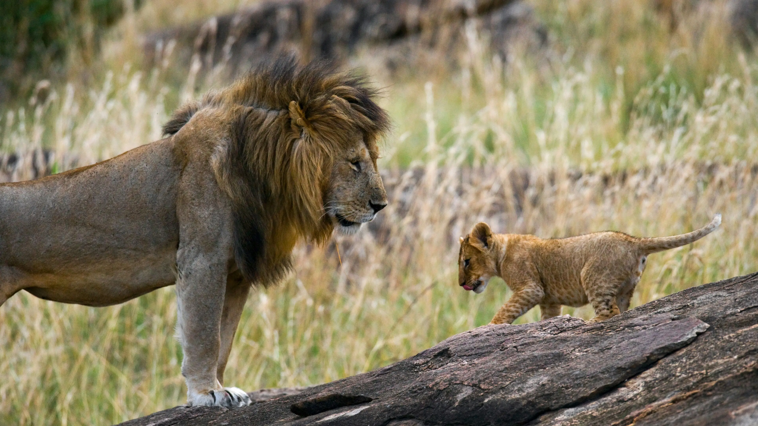 serengeti lions serengeti lions