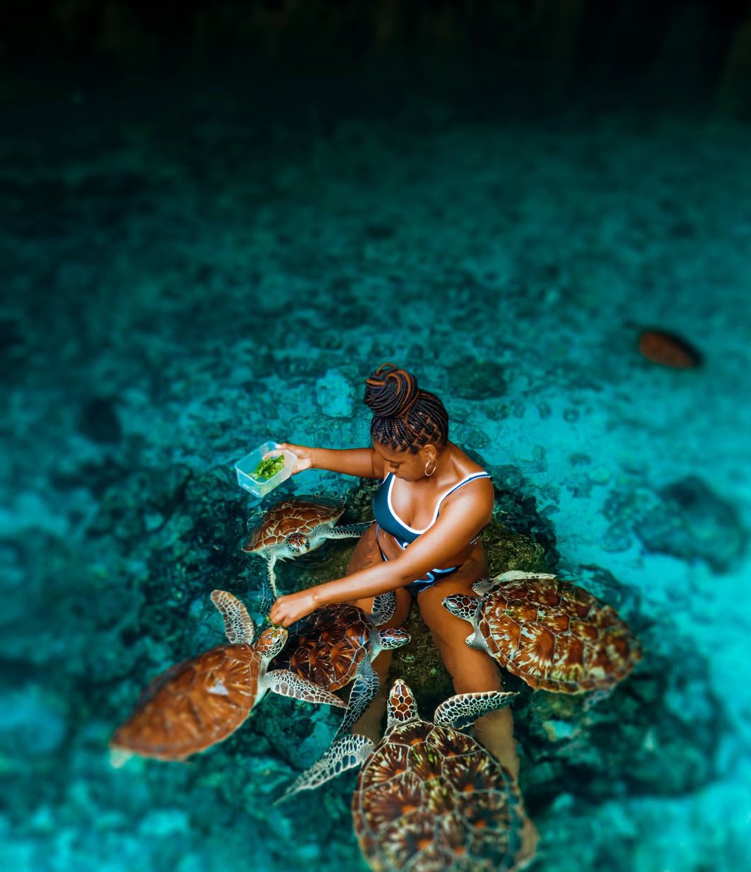 Mnemba Island Sea Turtles