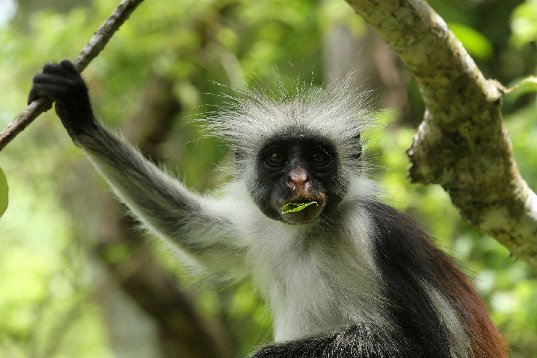 Zanzibar Jozani Forest Red Colobus Monkey travel booking guide Zanzibar Jozani Forest Red Colobus Monkey travel booking guide