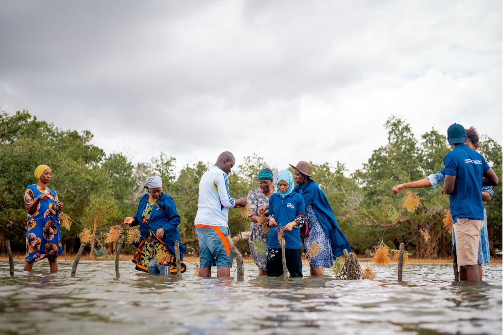 seaweed farm in Jambiani